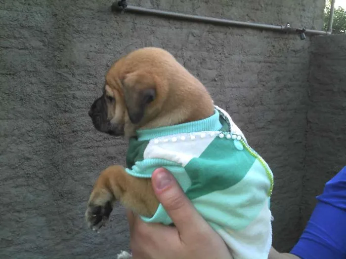 Cachorro ra a SRD idade Abaixo de 2 meses nome Ninhada Resgatada d