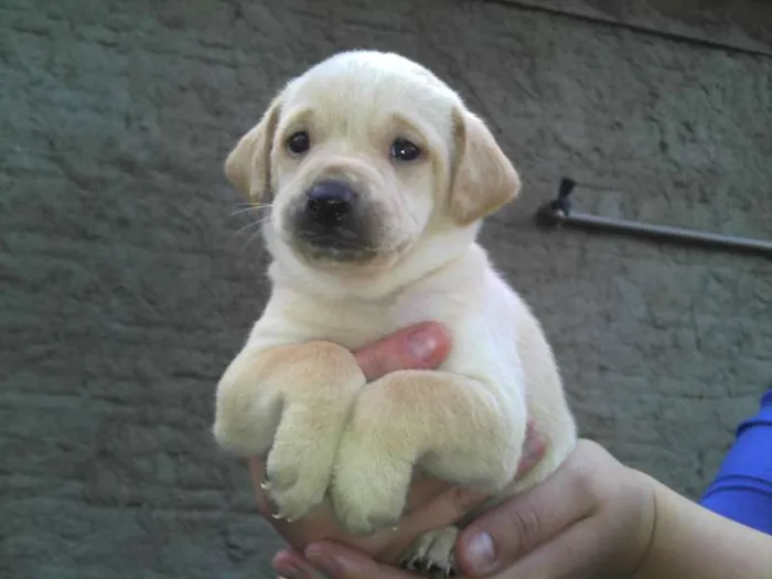 Cachorro ra a SRD idade Abaixo de 2 meses nome Ninhada Resgatada d