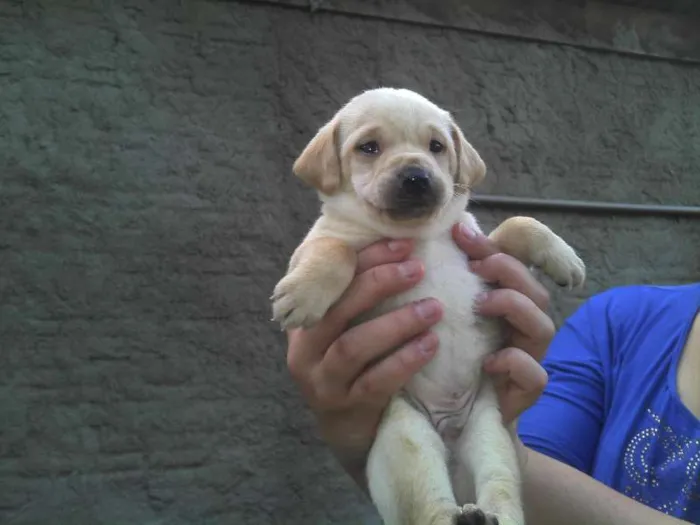 Cachorro ra a SRD idade Abaixo de 2 meses nome Ninhada Resgatada d