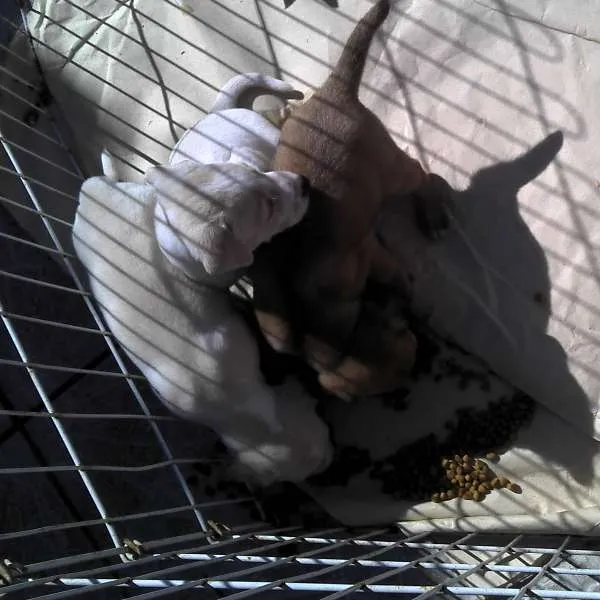 Cachorro ra a SRD idade Abaixo de 2 meses nome Ninhada Resgatada d