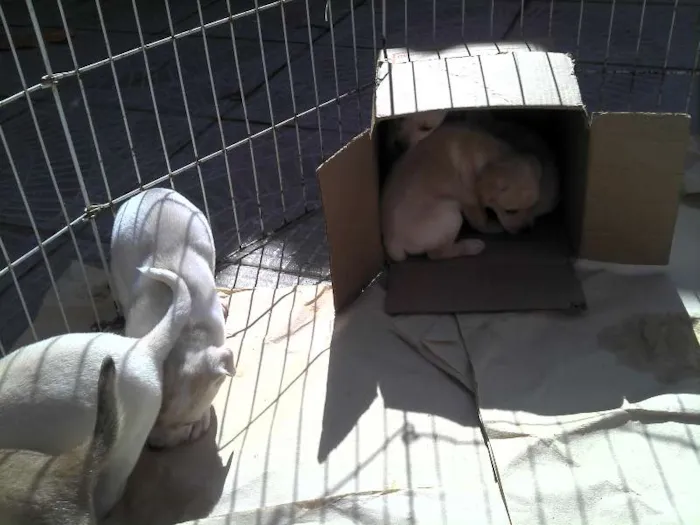 Cachorro ra a SRD idade Abaixo de 2 meses nome Ninhada Resgatada d