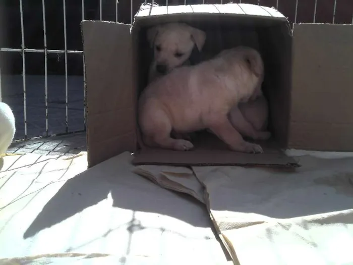 Cachorro ra a SRD idade Abaixo de 2 meses nome Ninhada Resgatada d