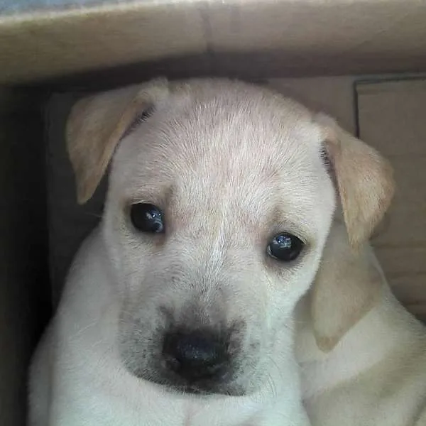 Cachorro ra a SRD idade Abaixo de 2 meses nome Ninhada Resgatada d