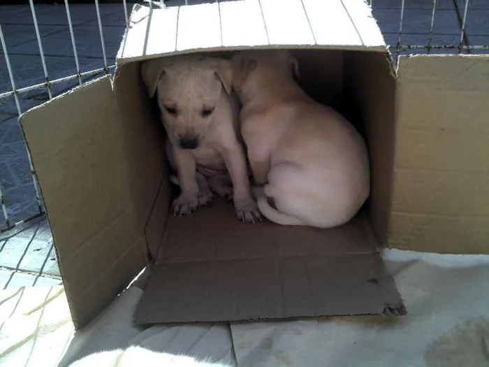 Cachorro ra a SRD idade Abaixo de 2 meses nome Ninhada Resgatada d