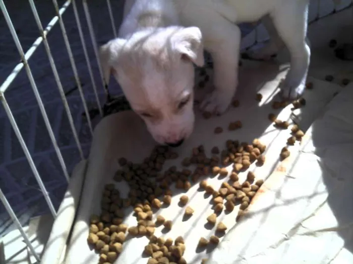 Cachorro ra a SRD idade Abaixo de 2 meses nome Ninhada Resgatada d