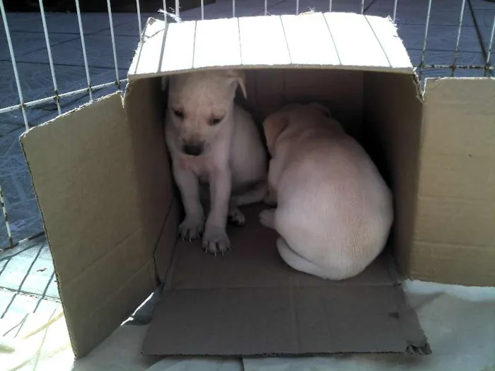 Cachorro ra a SRD idade Abaixo de 2 meses nome Ninhada Resgatada d