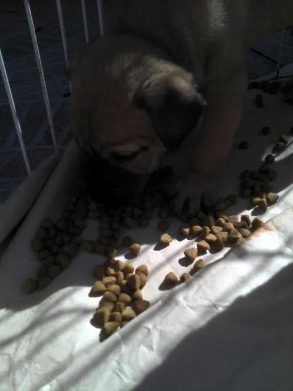 Cachorro ra a SRD idade Abaixo de 2 meses nome Ninhada Resgatada d