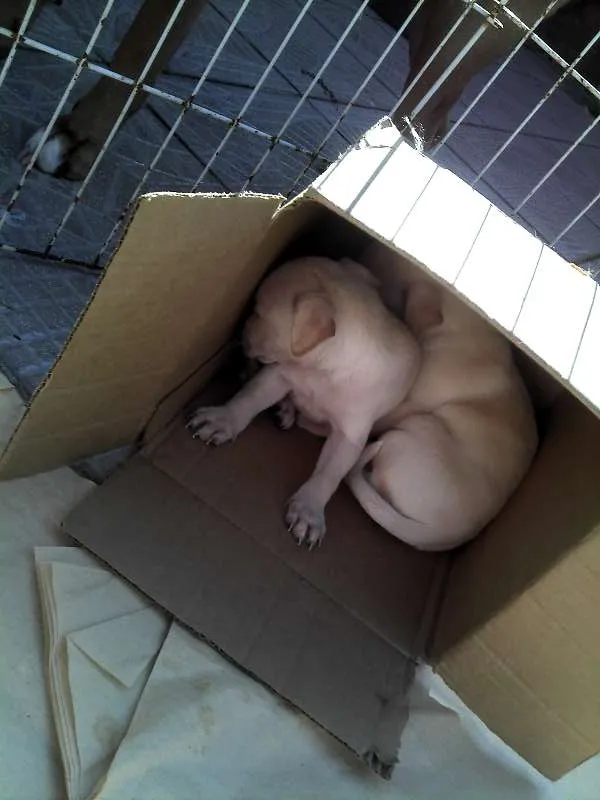 Cachorro ra a SRD idade Abaixo de 2 meses nome Ninhada Resgatada d