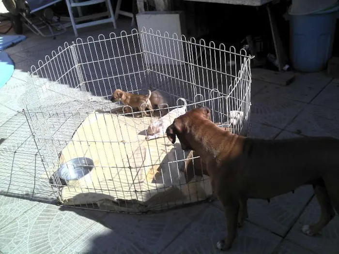 Cachorro ra a SRD idade Abaixo de 2 meses nome Ninhada Resgatada d