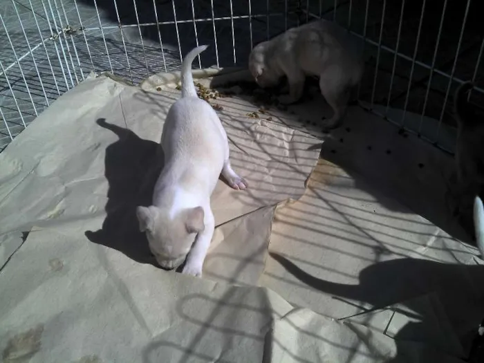 Cachorro ra a SRD idade Abaixo de 2 meses nome Ninhada Resgatada d