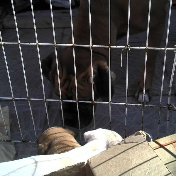 Cachorro ra a SRD idade Abaixo de 2 meses nome Ninhada Resgatada d