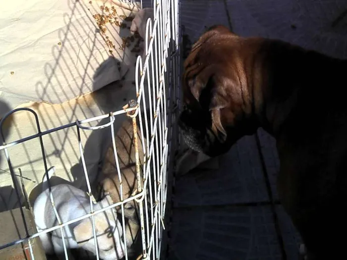 Cachorro ra a SRD idade Abaixo de 2 meses nome Ninhada Resgatada d