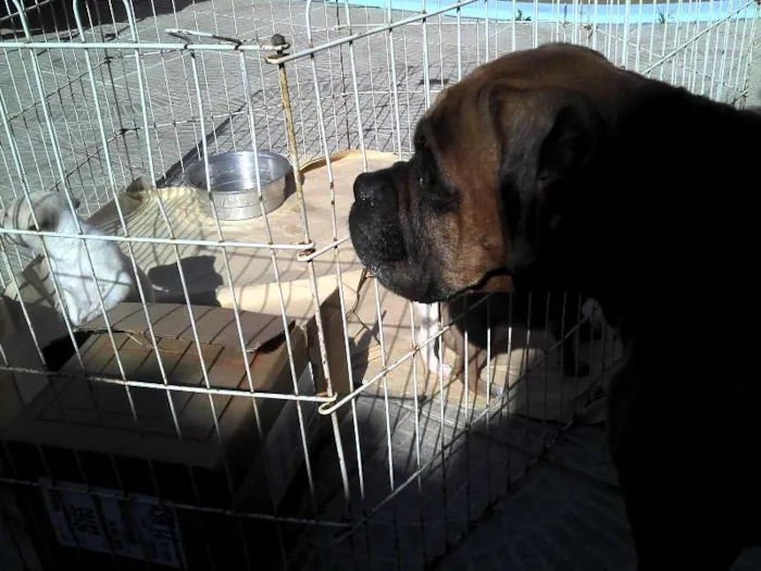 Cachorro ra a SRD idade Abaixo de 2 meses nome Ninhada Resgatada d