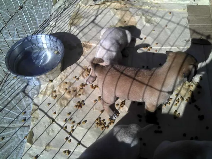 Cachorro ra a SRD idade Abaixo de 2 meses nome Ninhada Resgatada d