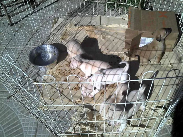 Cachorro ra a SRD idade Abaixo de 2 meses nome Ninhada Resgatada d