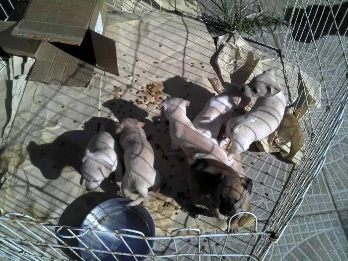 Cachorro ra a SRD idade Abaixo de 2 meses nome Ninhada Resgatada d
