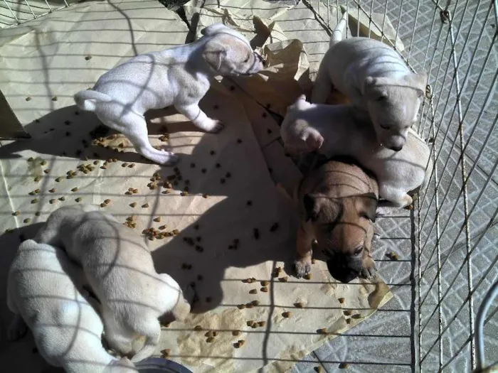 Cachorro ra a SRD idade Abaixo de 2 meses nome Ninhada Resgatada d
