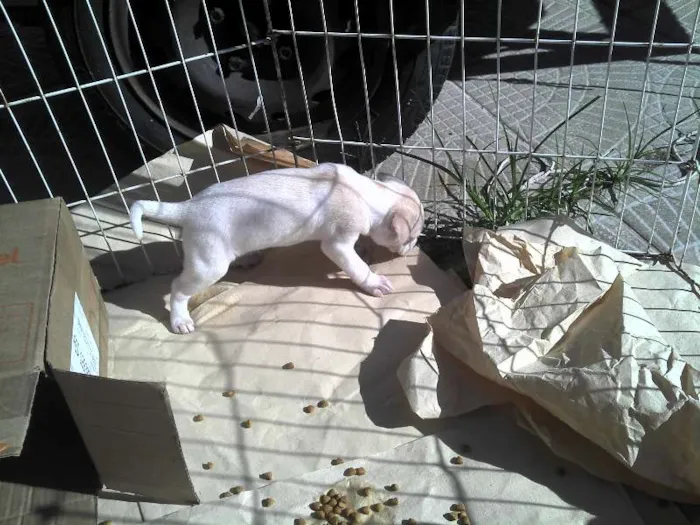 Cachorro ra a SRD idade Abaixo de 2 meses nome Ninhada Resgatada d