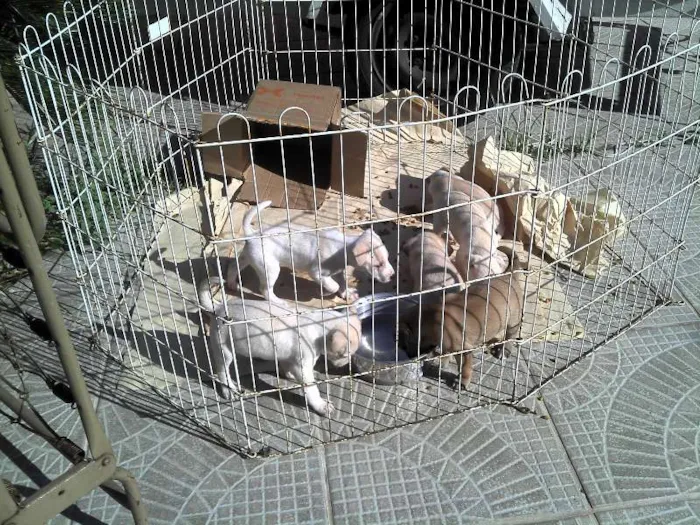 Cachorro ra a SRD idade Abaixo de 2 meses nome Ninhada Resgatada d