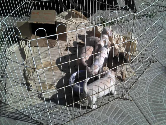Cachorro ra a SRD idade Abaixo de 2 meses nome Ninhada Resgatada d
