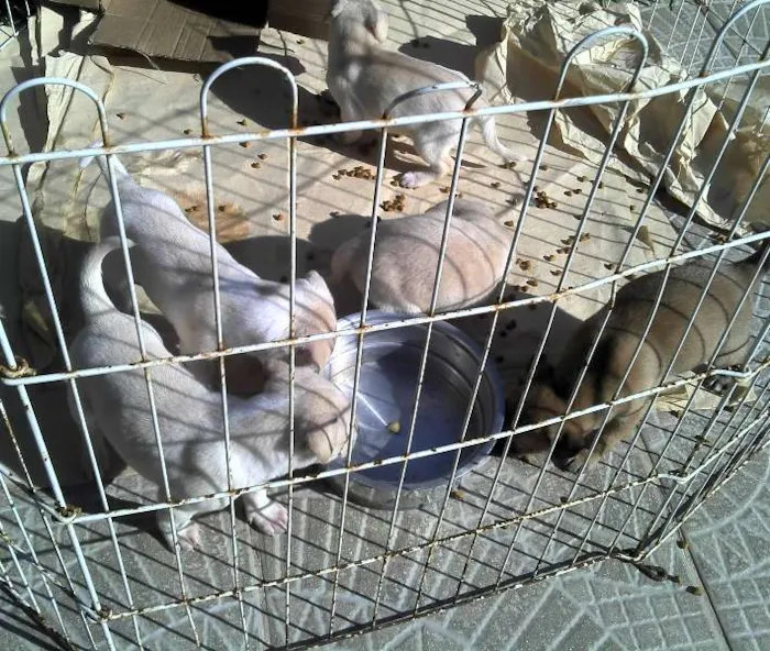 Cachorro ra a SRD idade Abaixo de 2 meses nome Ninhada Resgatada d
