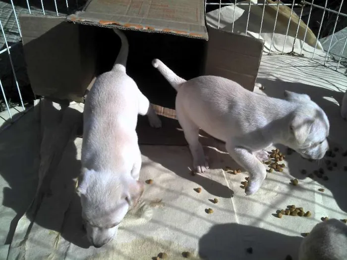 Cachorro ra a SRD idade Abaixo de 2 meses nome Ninhada Resgatada d