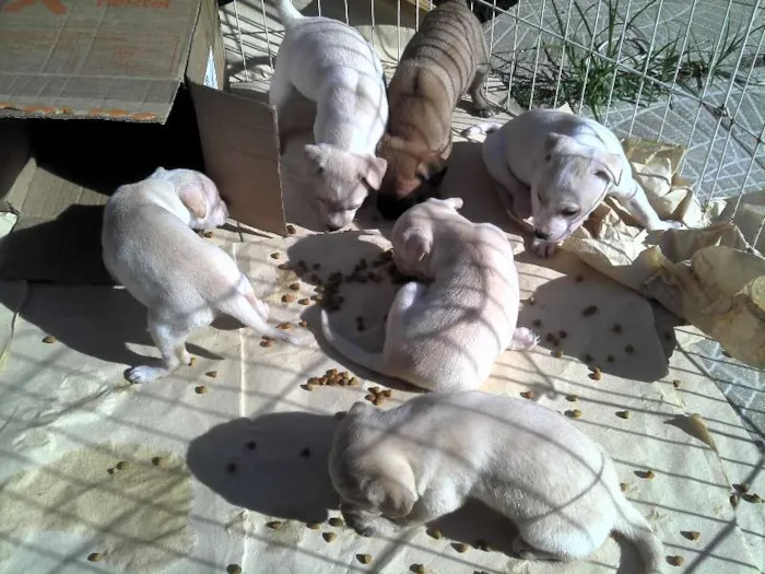Cachorro ra a SRD idade Abaixo de 2 meses nome Ninhada Resgatada d