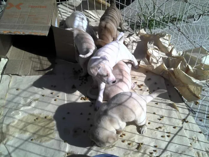 Cachorro ra a SRD idade Abaixo de 2 meses nome Ninhada Resgatada d