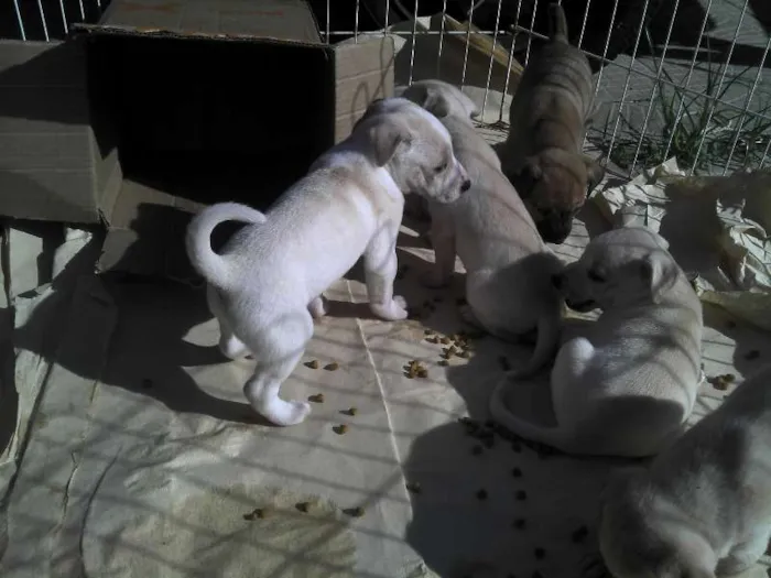 Cachorro ra a SRD idade Abaixo de 2 meses nome Ninhada Resgatada d