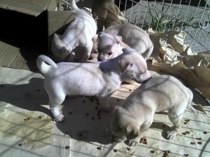 Cachorro ra a SRD idade Abaixo de 2 meses nome Ninhada Resgatada d