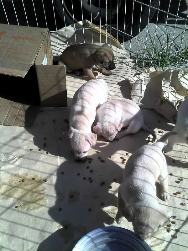 Cachorro ra a SRD idade Abaixo de 2 meses nome Ninhada Resgatada d