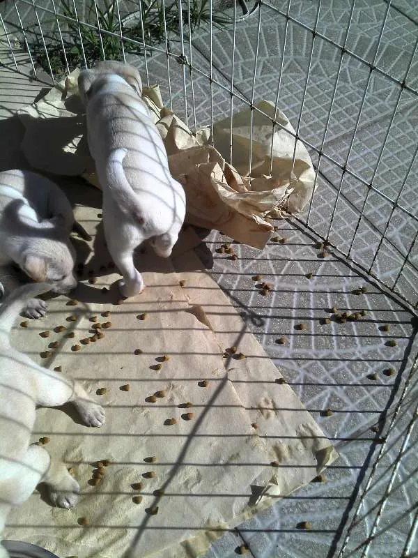 Cachorro ra a SRD idade Abaixo de 2 meses nome Ninhada Resgatada d