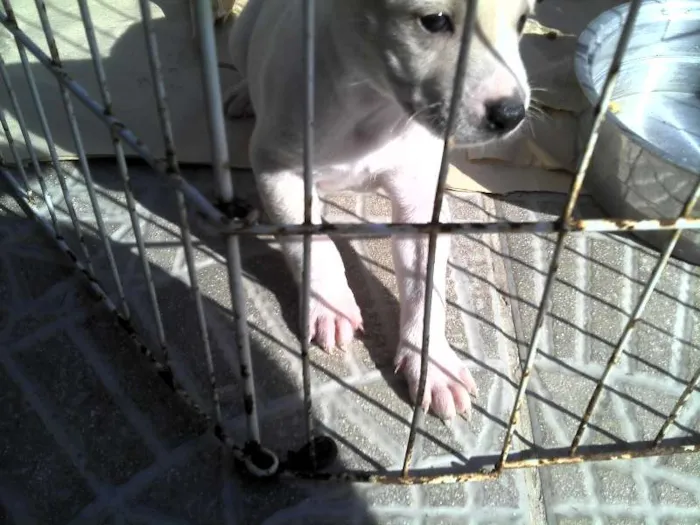 Cachorro ra a SRD idade Abaixo de 2 meses nome Ninhada Resgatada d