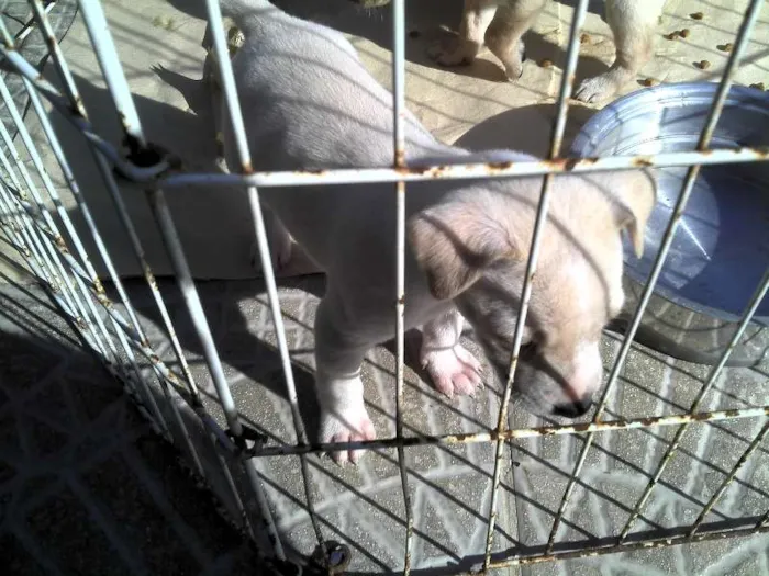 Cachorro ra a SRD idade Abaixo de 2 meses nome Ninhada Resgatada d