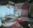 Ninhada Resgatada d