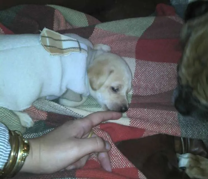 Cachorro ra a SRD idade Abaixo de 2 meses nome Ninhada Resgatada d