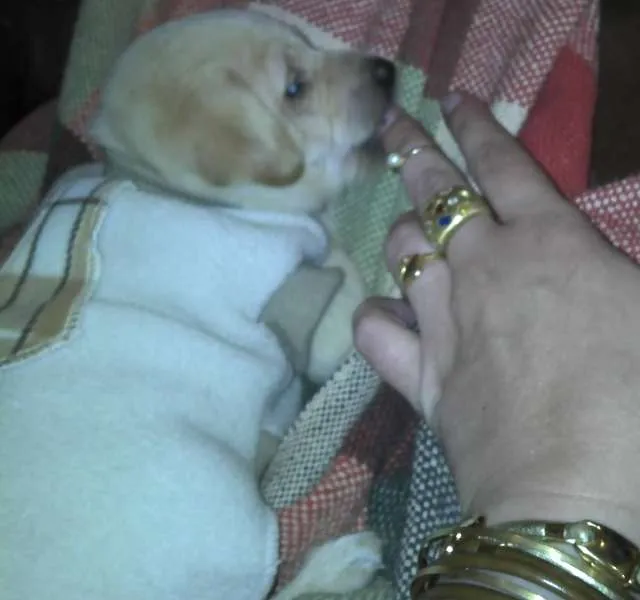 Cachorro ra a SRD idade Abaixo de 2 meses nome Ninhada Resgatada d