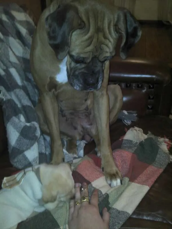 Cachorro ra a SRD idade Abaixo de 2 meses nome Ninhada Resgatada d