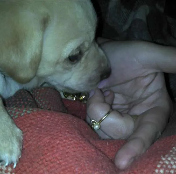 Cachorro ra a SRD idade Abaixo de 2 meses nome Ninhada Resgatada d
