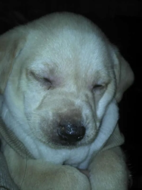 Cachorro ra a SRD idade Abaixo de 2 meses nome Ninhada Resgatada d