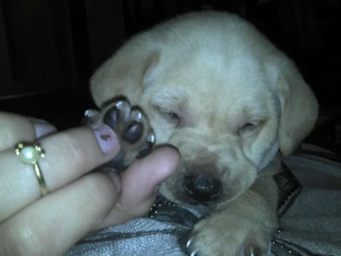 Cachorro ra a SRD idade Abaixo de 2 meses nome Ninhada Resgatada d
