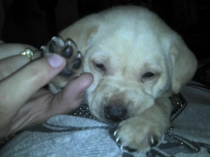 Cachorro ra a SRD idade Abaixo de 2 meses nome Ninhada Resgatada d
