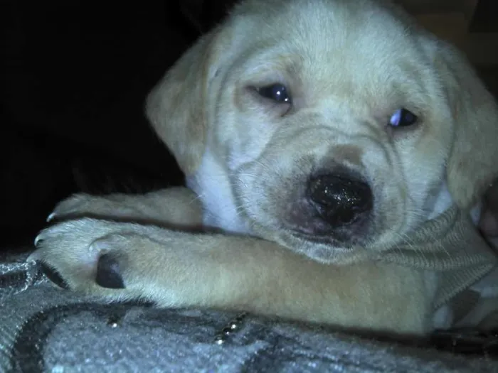 Cachorro ra a SRD idade Abaixo de 2 meses nome Ninhada Resgatada d