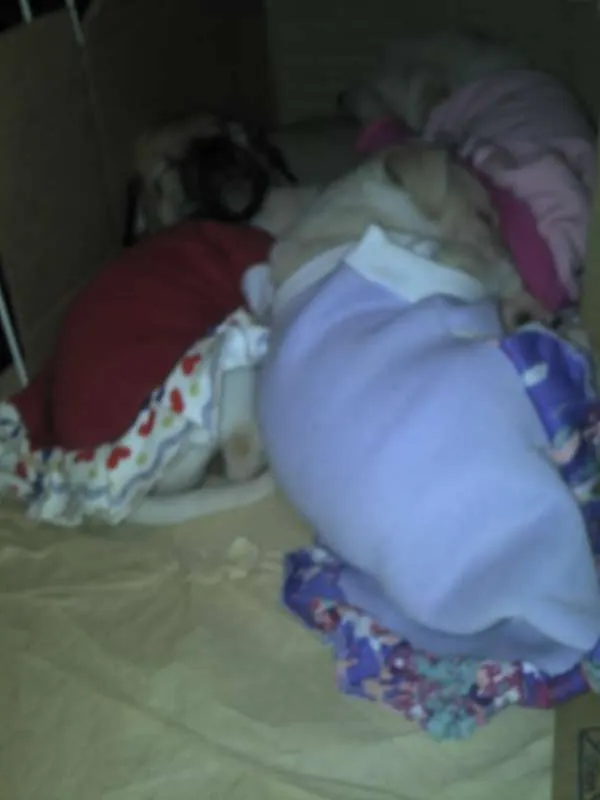 Cachorro ra a SRD idade Abaixo de 2 meses nome Ninhada Resgatada d