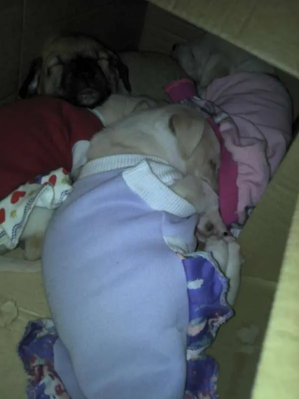 Cachorro ra a SRD idade Abaixo de 2 meses nome Ninhada Resgatada d
