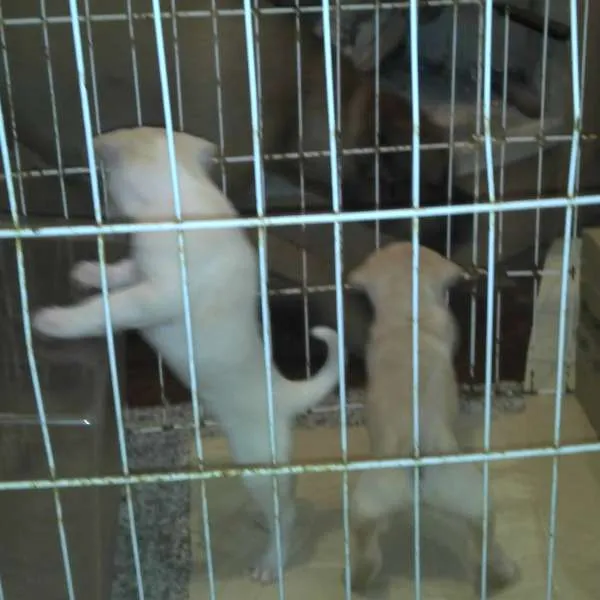 Cachorro ra a SRD idade Abaixo de 2 meses nome Ninhada Resgatada d