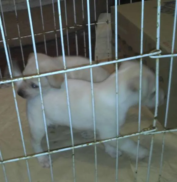 Cachorro ra a SRD idade Abaixo de 2 meses nome Ninhada Resgatada d