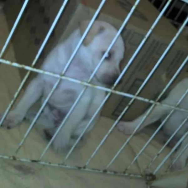 Cachorro ra a SRD idade Abaixo de 2 meses nome Ninhada Resgatada d