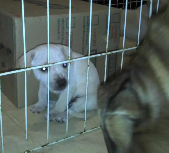 Cachorro ra a SRD idade Abaixo de 2 meses nome Ninhada Resgatada d