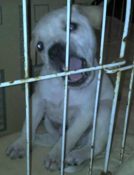 Cachorro ra a SRD idade Abaixo de 2 meses nome Ninhada Resgatada d